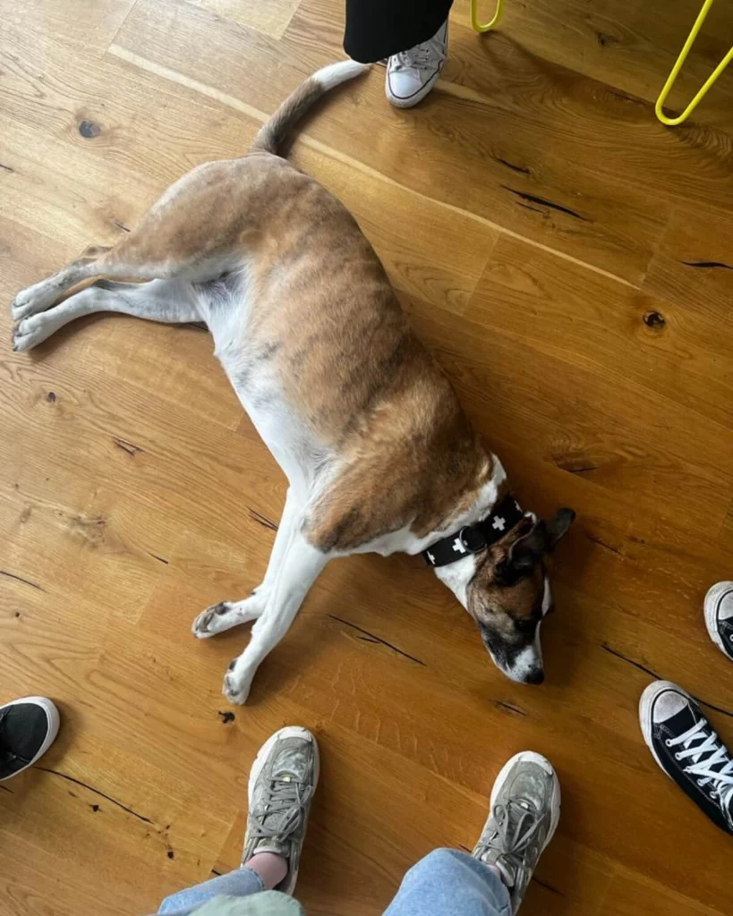 Agentur Hund Lucy